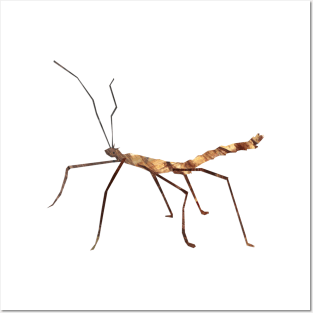 Stick insect Posters and Art